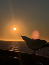 Photo of the solar eclipse of 09/21/2025 by Lori Saenz